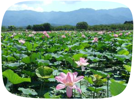 瓢湖水きん公園