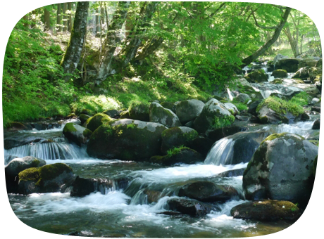 新潟せんべい王国